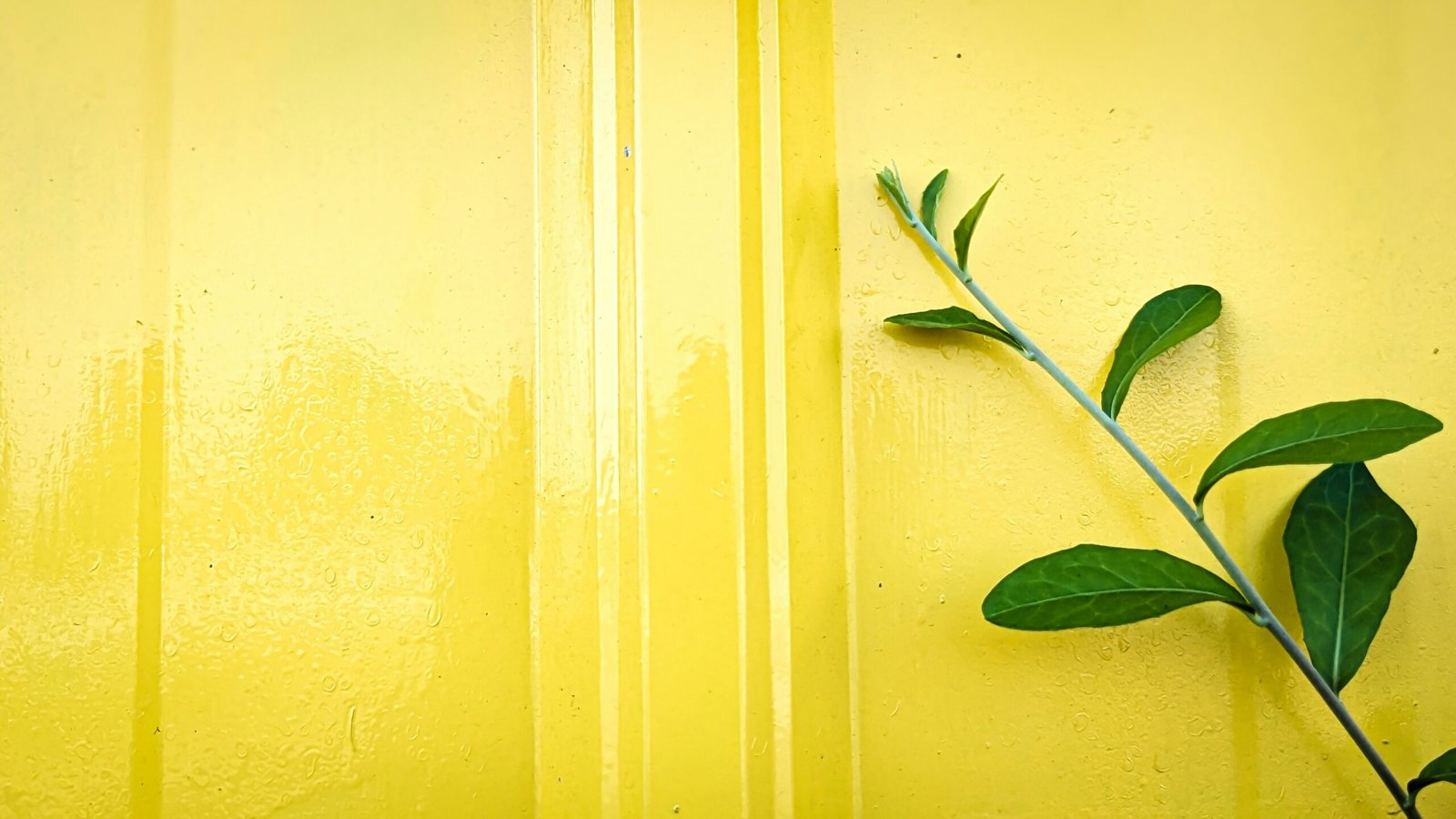 a plant is growing on the side of a yellow wall